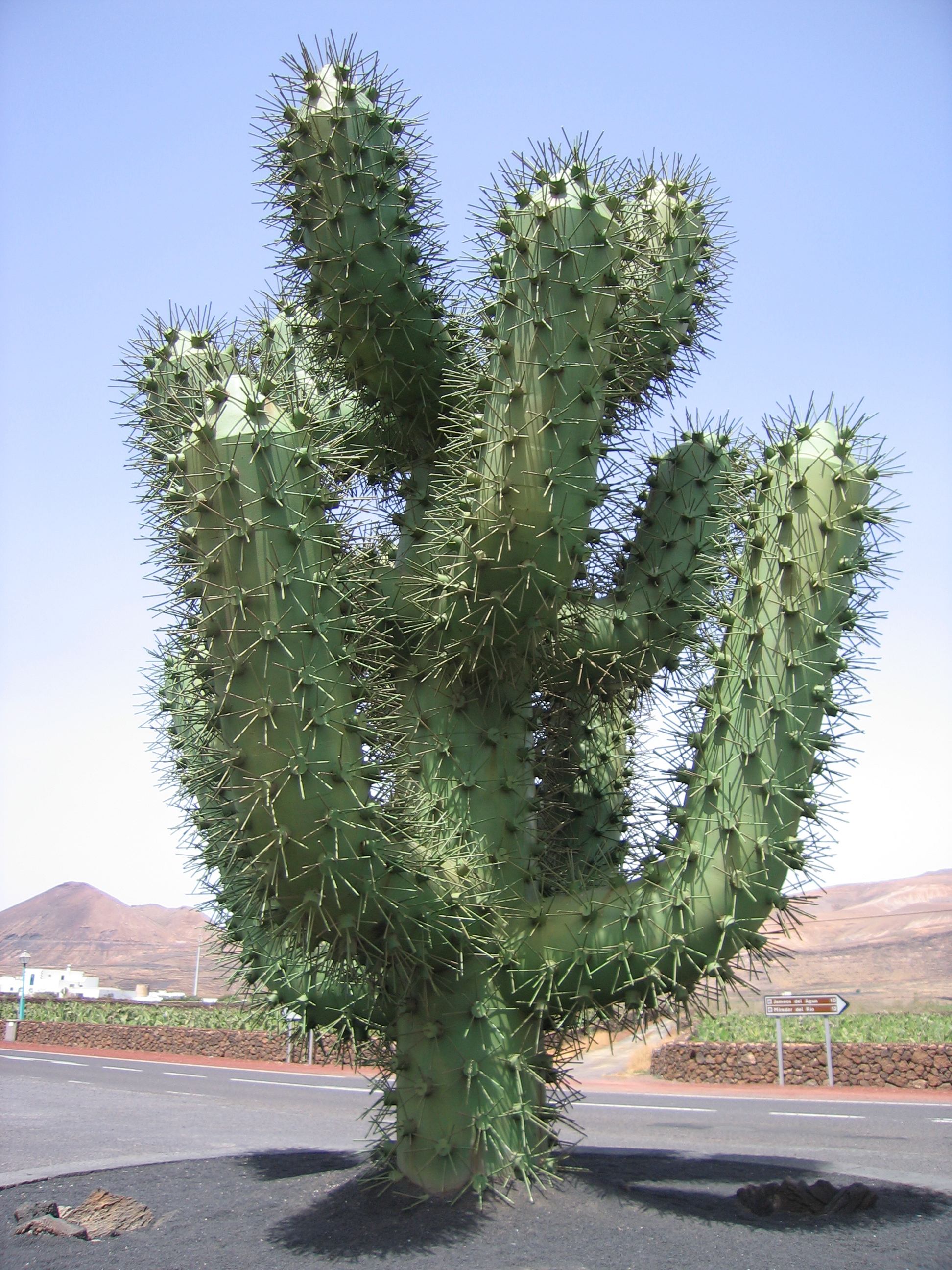 Manrique-cactus